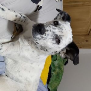 Meet your Posher, Atzel